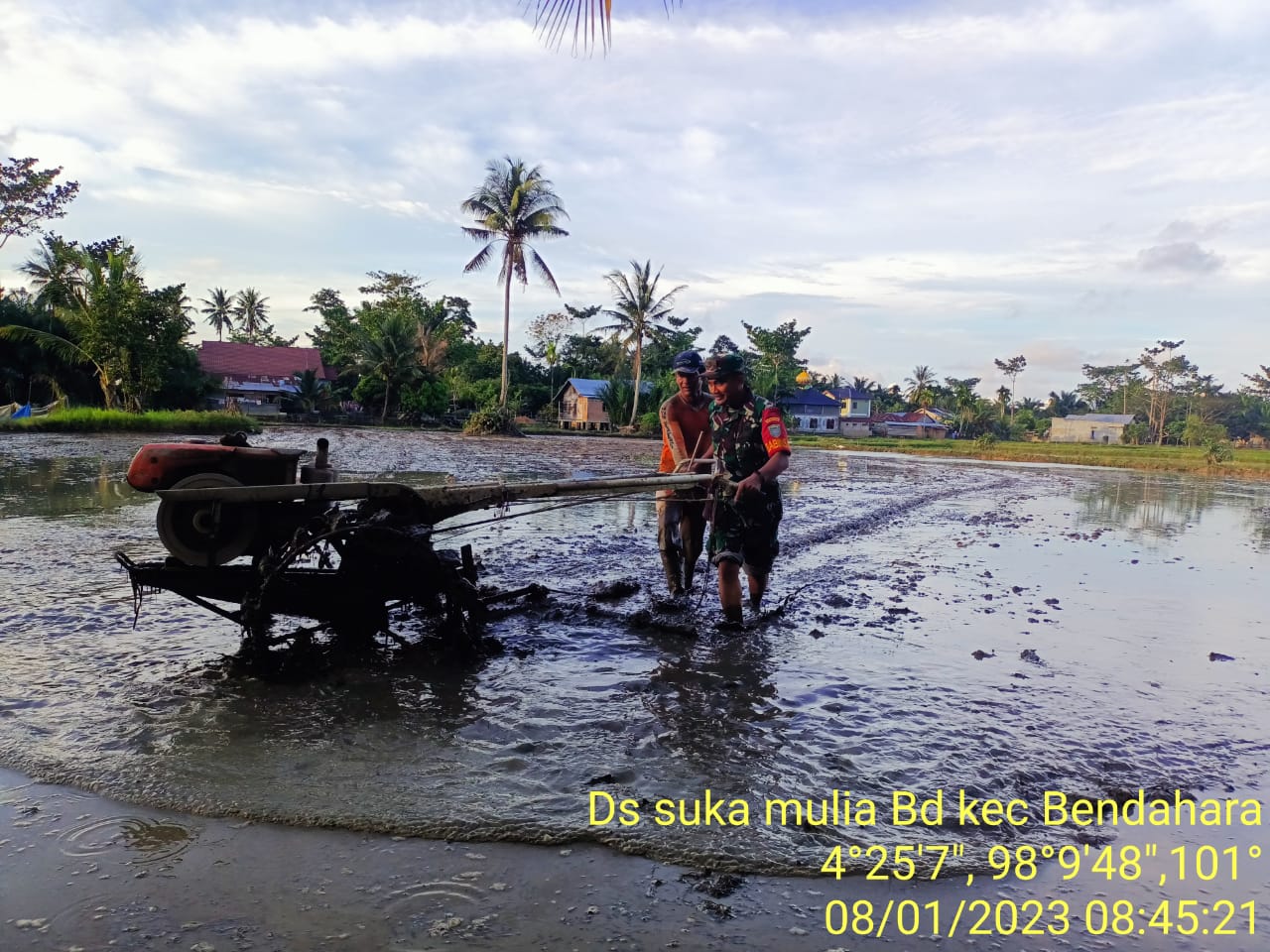 Babinsa Koramil 04/ Bendahara  Membajak Sawah bersama Petani dengan hand Traktor