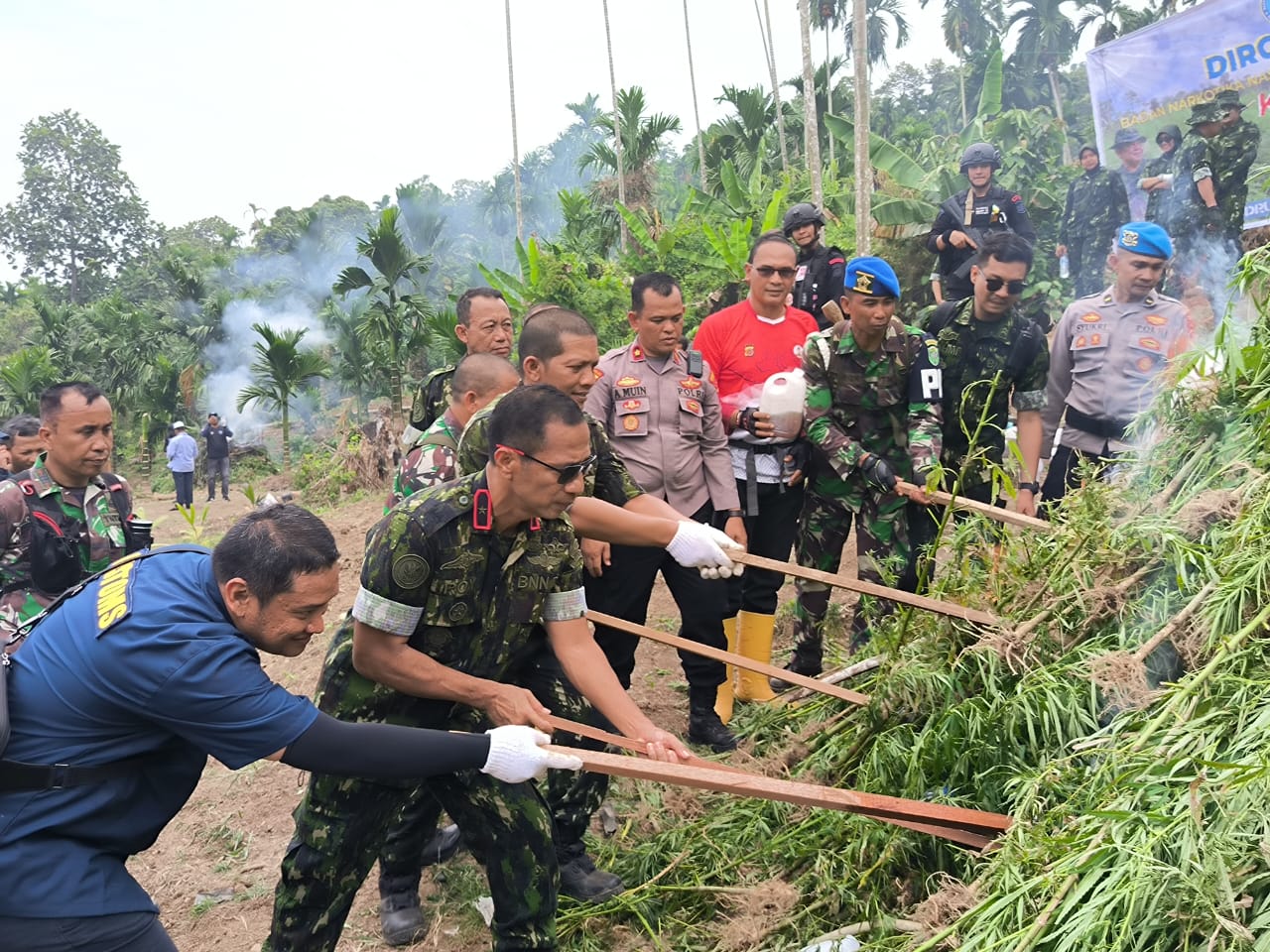 4 Hektar Ladang Ganja Dimusnahkan Di Sawang Aceh Utara