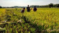 Babinsa Tanjung Mancang Bantu Petani Panen Padi