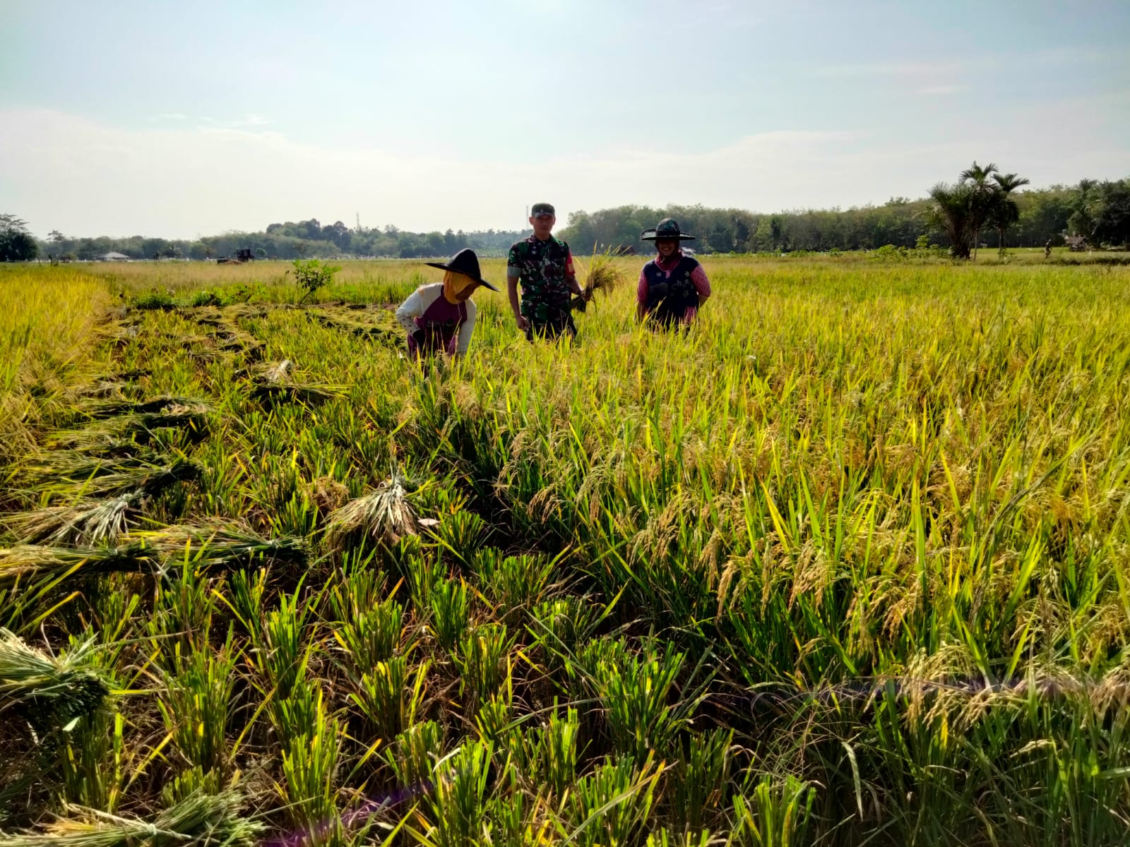 Babinsa Tanjung Mancang Bantu Petani Panen Padi