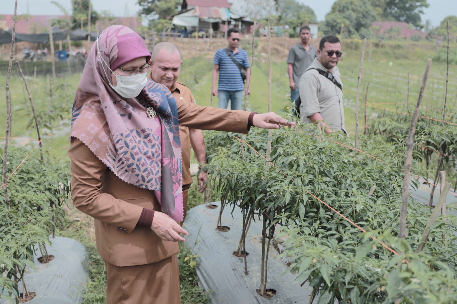 Pemda Aceh Tamiang Gencarkan Tanaman Cepat Panen Jaga Ketahan Pangan