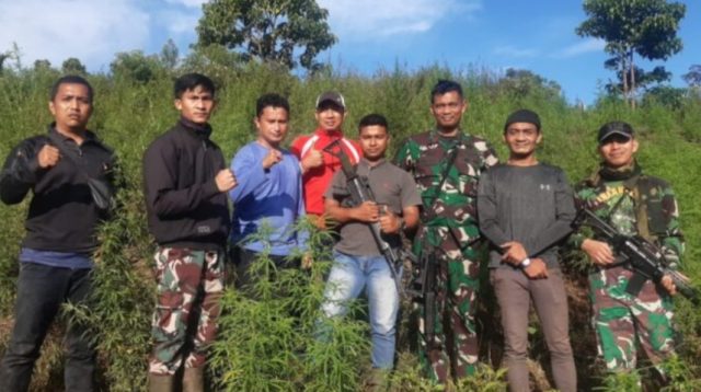 Tim Gabungan Korem 012/Teuku Umar berhasil menemukan Ladang Ganja 8,9 Hektar