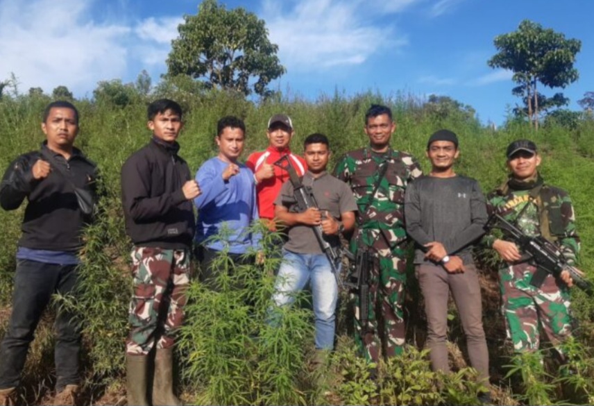 Tim Gabungan Korem 012/Teuku Umar berhasil menemukan Ladang Ganja 8,9 Hektar