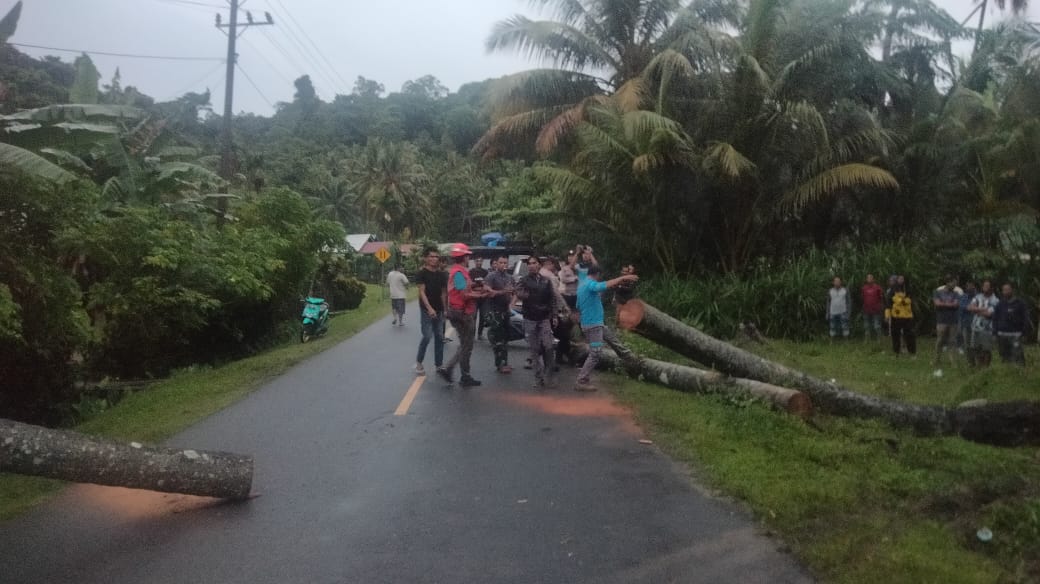 Polisi Evakuasi Pohon Tumbang Yang Menutup Ruas Jalan.