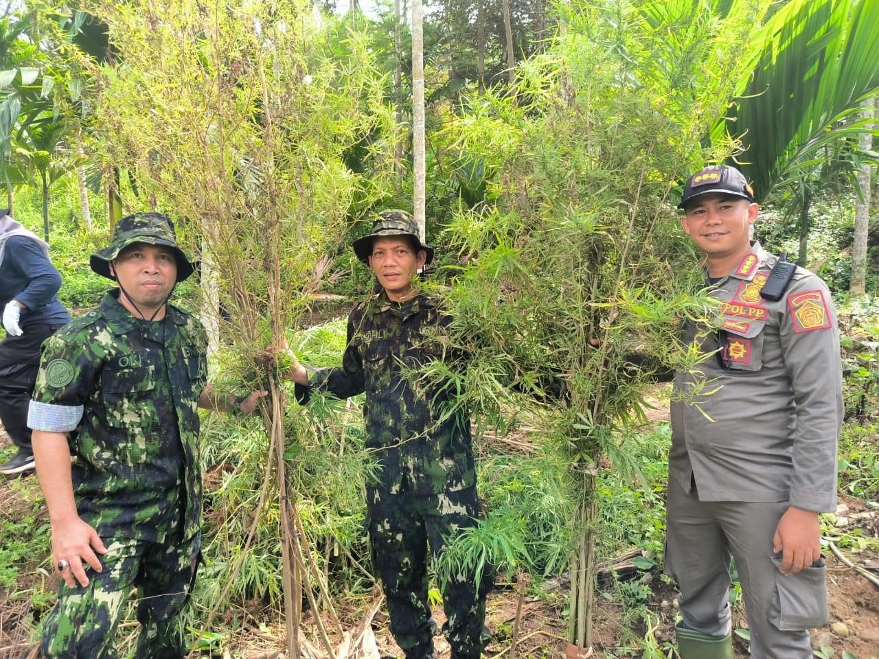 BNN Kota Lhokseumawe Musnahkan 1,8 Hektar Ladang Ganja Sawang Aceh Utara