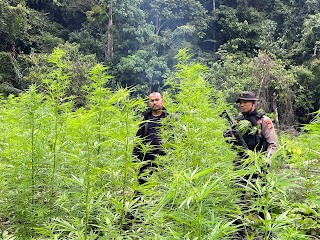 Satresnarkoba Polres Nagan Raya Temukan Ladang Ganjah Baru Seluas 4 Hektar