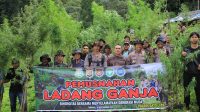 Kapolres Gayo Lues Musnahkan 5 Hektar Ladang Ganja