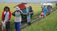 Aceh Mulai Panen Padi, Harga Gabah Kering Capai Rp6.500 per Kilogram