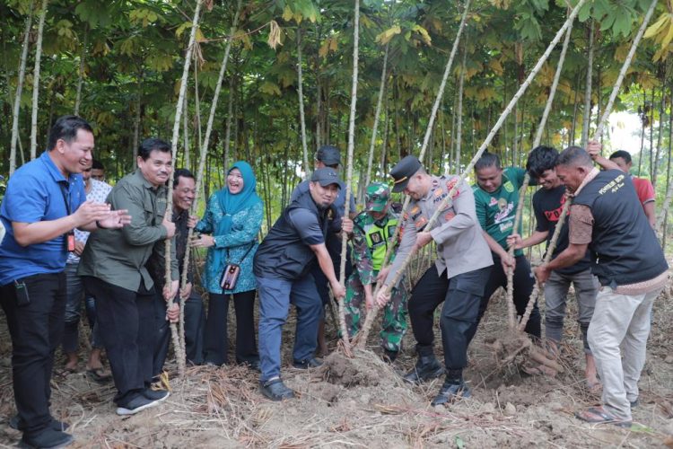 Pemkab Aceh Besar Panen Cabai Dan Singkong Bersama Petani Kuta Cot Glie