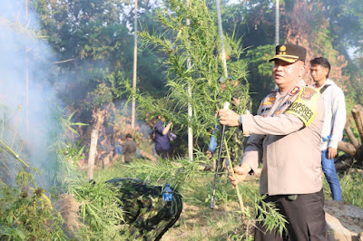 22.864 Batang Tanaman Ganja di Perbukitan Sawang Aceh Utara Dimusnahkan