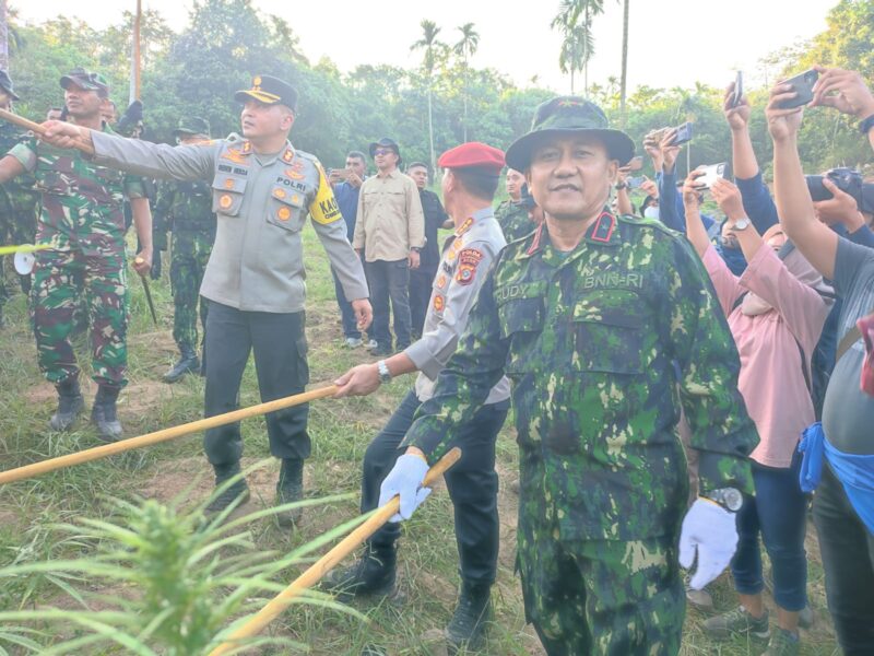 Team Gabungan BNN RI Dan Polres Aceh Utara Musnahkan 22.864 Batang Ganja Di Sawang