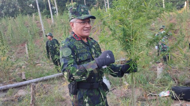 Kepala BNN RI Marthinus Hukom Pimpin Langsung Pemusnahan 2 Hektar Ladang Ganja Sawang Aceh Utara