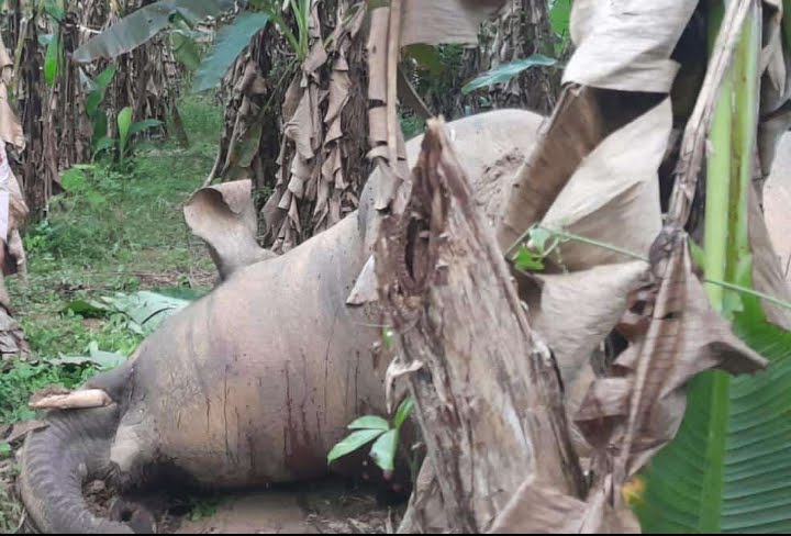 Gajah Jantan Ditemukan Mati di Kebun Warga Pidie Jaya