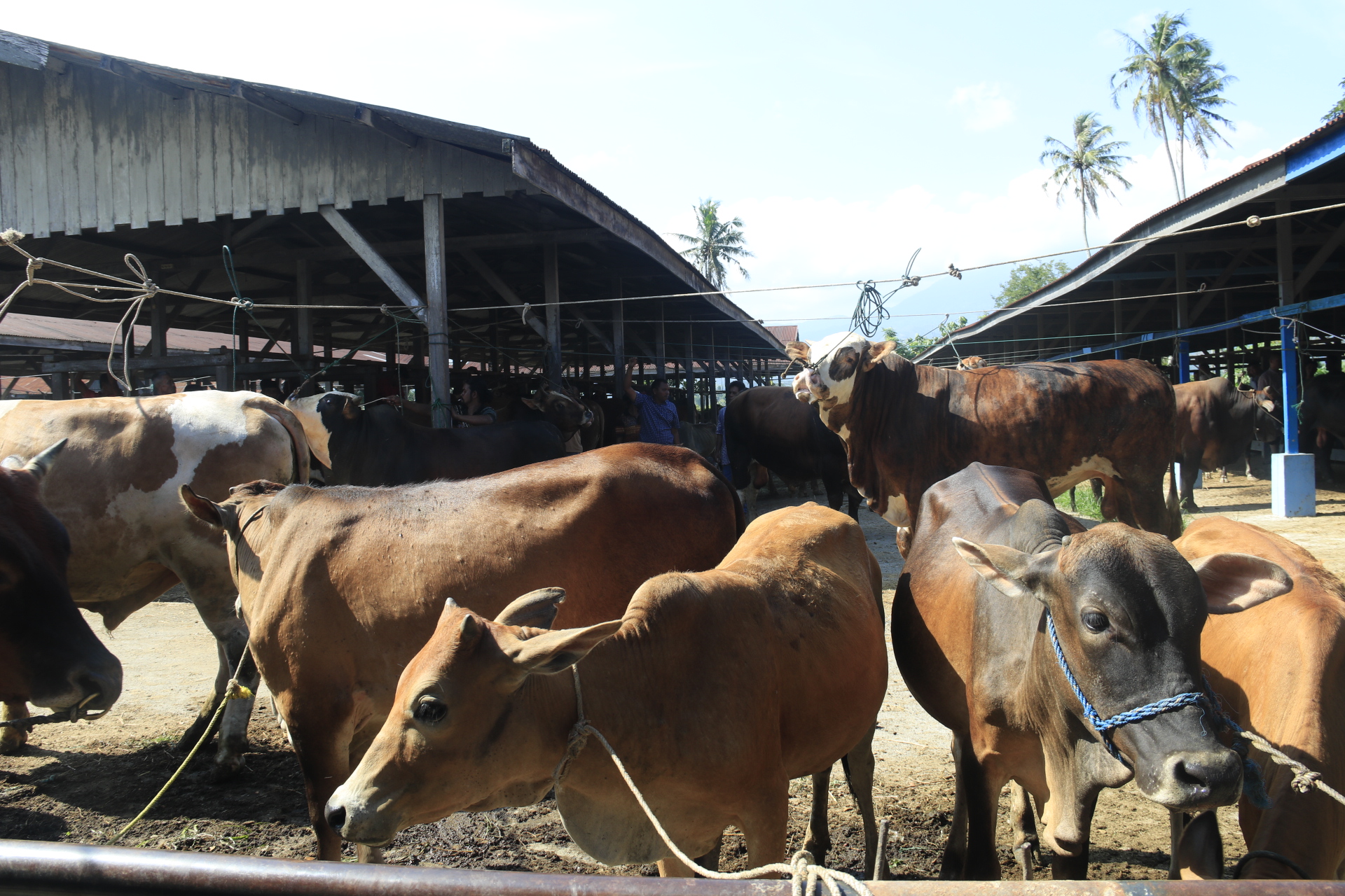 Harga Daging Sapi di Aceh Naik Jelang Ramadan