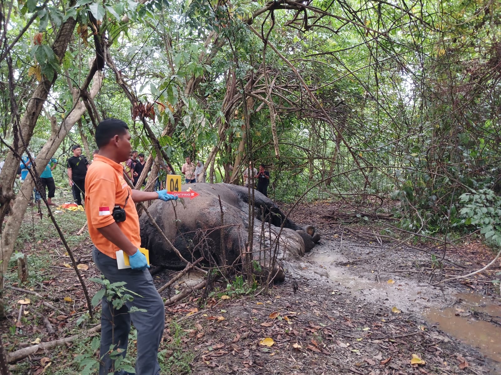 BKSDA Amankan Dua Belalai Gading, Bangkai Gajah di Nagan Raya Dikuburkan