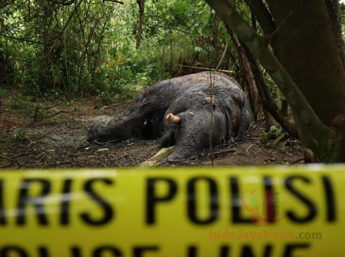 Matinya Seekor Gajah, Polisi Dan Tim BKSDA Masih Dalami Penyebabnya