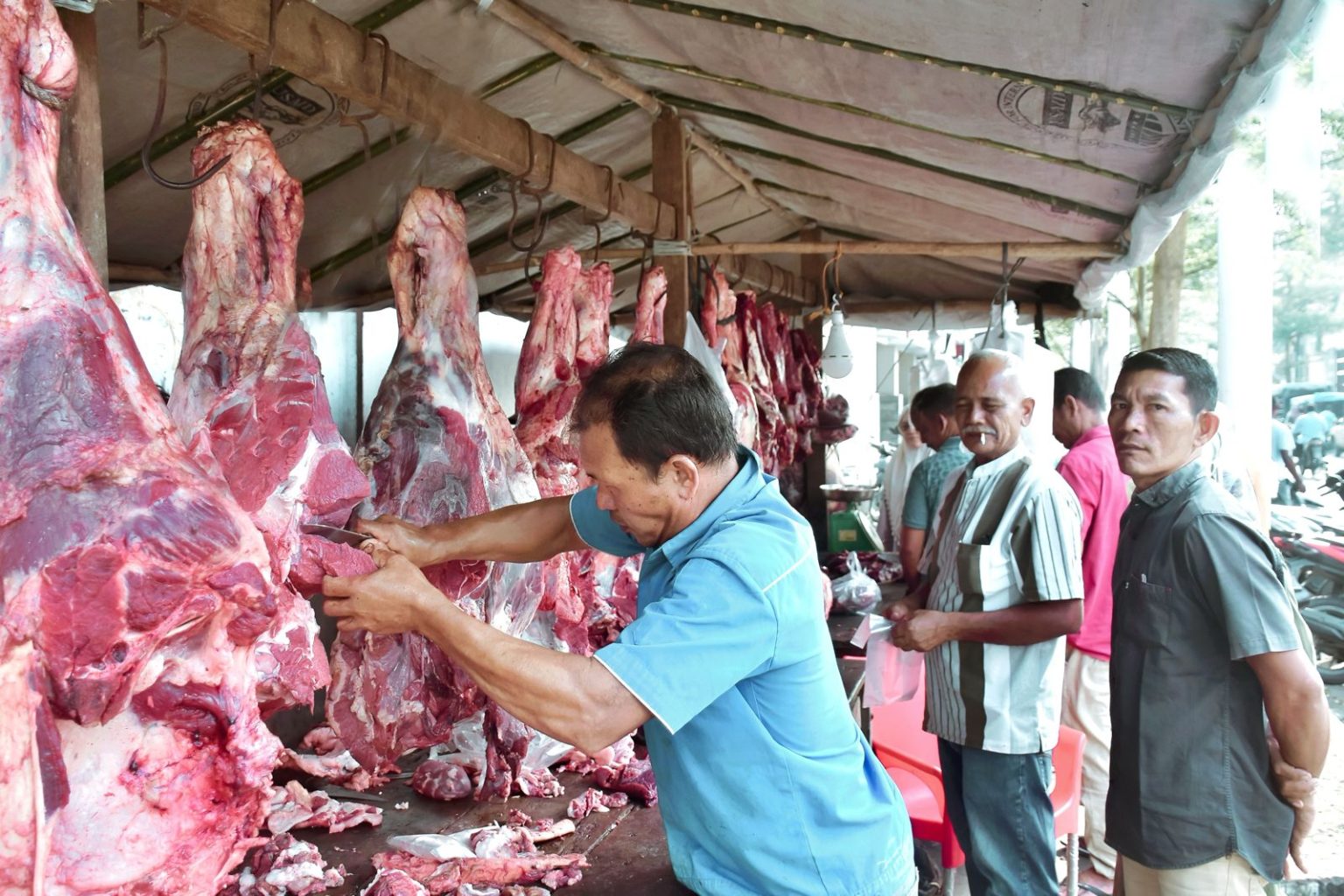 Tradisi Meugang, Kota Sabang Telah Melakukan Pemotongan Ternak 76 Ekor Sapi