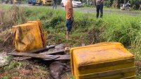 Terjun ke Jurang Gunung Trans Nagan Raya Satu Unit Mobil Pengangkut Babi