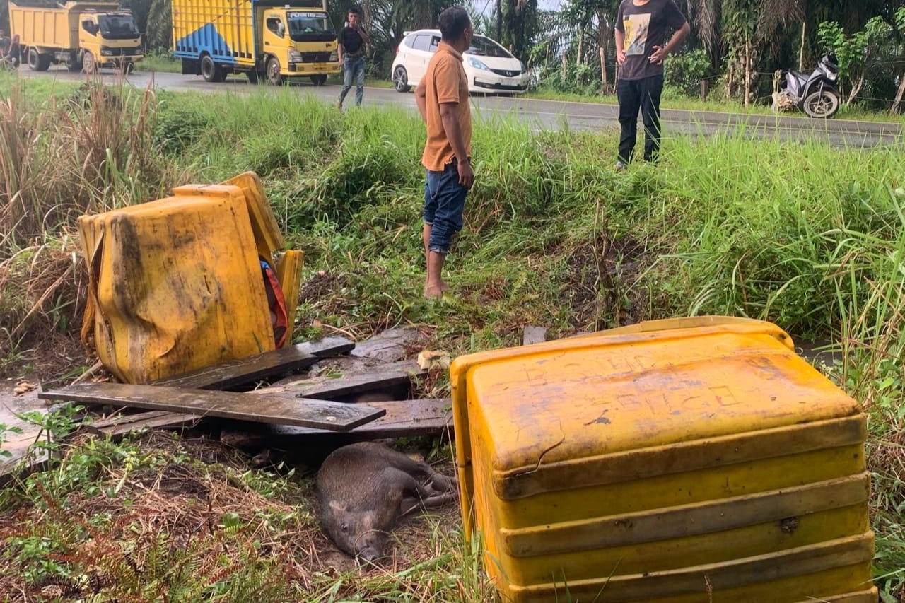 Terjun ke Jurang Gunung Trans Nagan Raya Satu Unit Mobil Pengangkut Babi