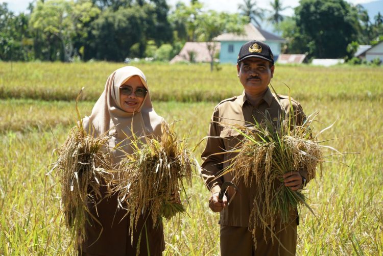 Panen Raya Padi di Teureubeh Jantho Kadistan Aceh Besar