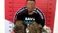 Dengan Barang Bukti 2 Kg Ganja Warga Asal Aceh Timur Dibekuk Di Lhoksukon 