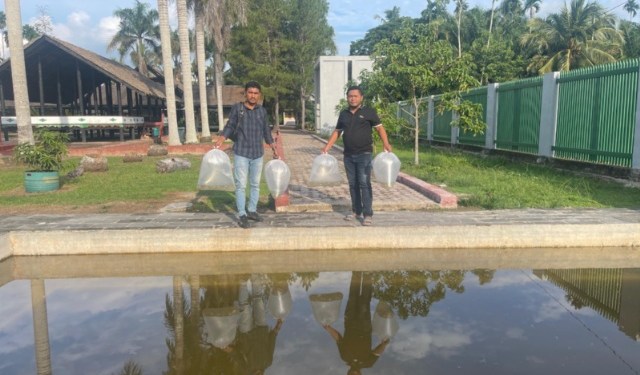 1000 Benih Ikan Nila di Rumah Cut Mutia Pokdarwis Pirak Tour Tabur