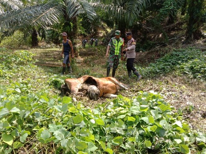 Diduga Dimangsa Harimau, Seekor Sapi Milik Warga Banda Alam Aceh Timur Mati