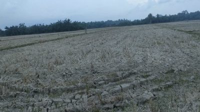 Petani Baktya Barat Terlambat Turun ke Sawah, Jaringan Irigasi DI Jambo Aye Bermasalah