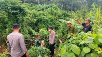 Ternak Milik Warga di Indra Makmur Dimangsa Harimau 