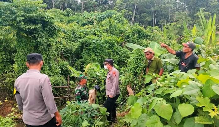 Ternak Milik Warga di Indra Makmur Dimangsa Harimau 