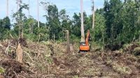 capai 608,81 Ha Kerusakan lahan gambut di Rawa Tripa Aceh