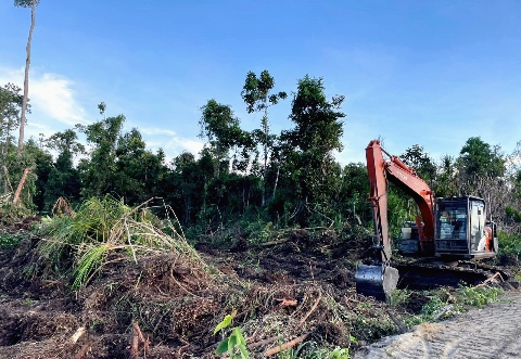 Pelaku Illegal Logging, APH Tindak dan Berantas