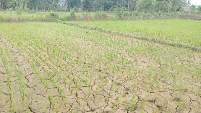 Dua Kecamatan di Nagan Raya Alami Kekeringan