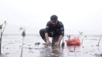 Pemuda Sabang Tanam Mangrove di Jaboi