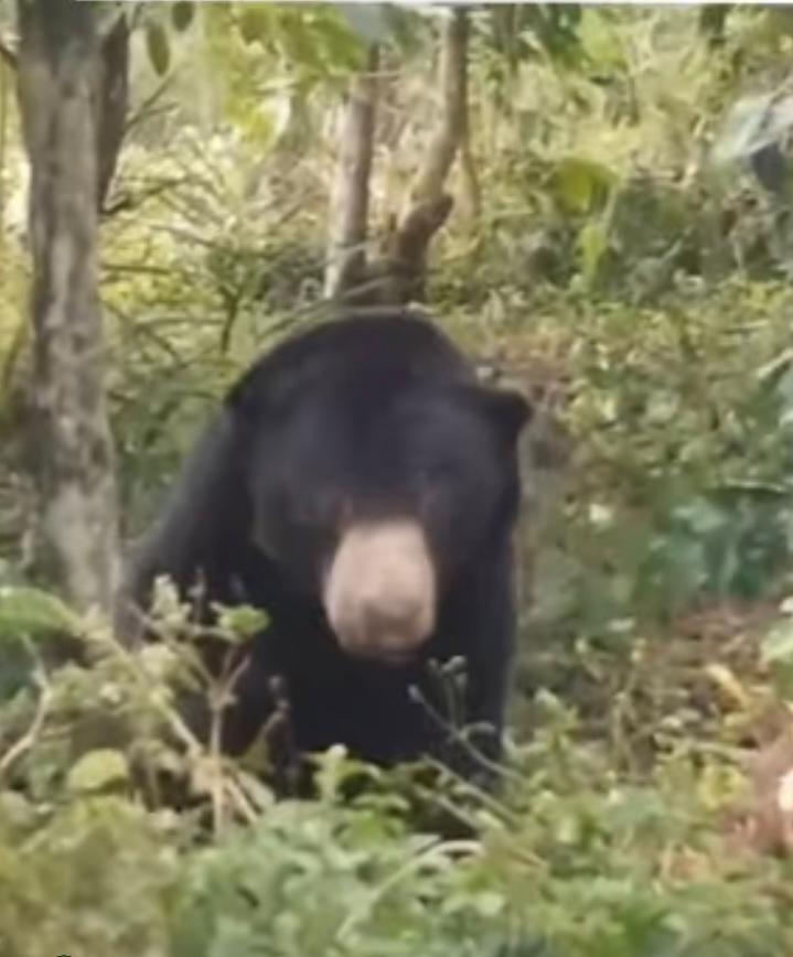 Beruang Berkeliaran di Perkebunan Warga Kecamatan Jagong