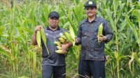 Dukung Ketahanan Pangan, Pj Bupati Aceh Besar Panen Jagung