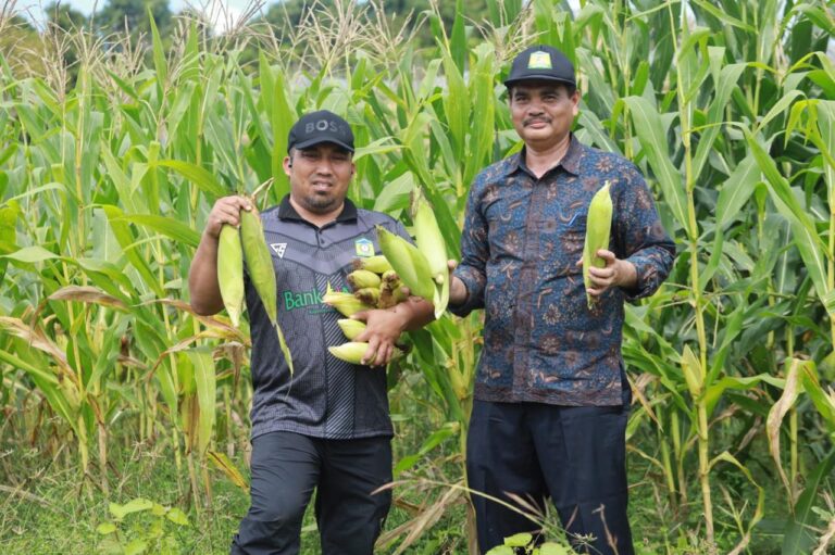 Dukung Ketahanan Pangan, Pj Bupati Aceh Besar Panen Jagung