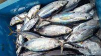 Stok dan Harga Ikan Stabil di Kota Sabang Meski Musim Penghujan