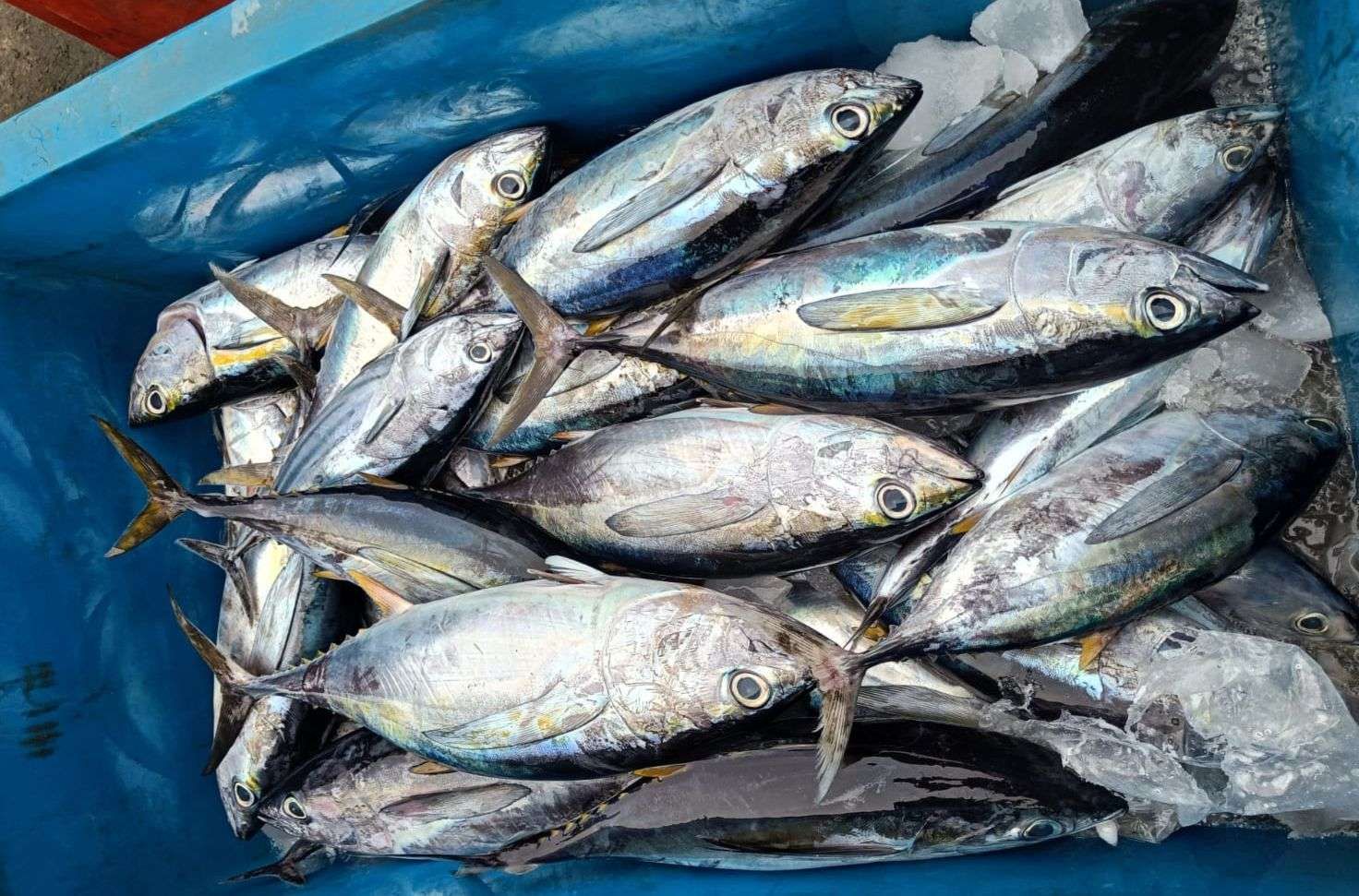 Stok dan Harga Ikan Stabil di Kota Sabang Meski Musim Penghujan