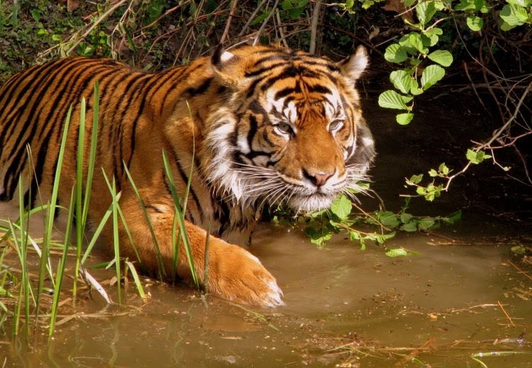 Harimau Serang Ternak Warga Aceh Timur