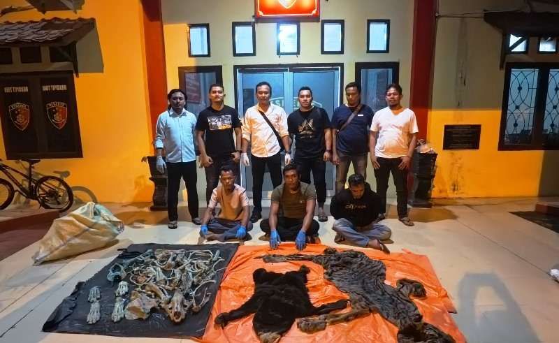 Polres Aceh Utara Amankan 3 Pria Penjual Kulit Harimau