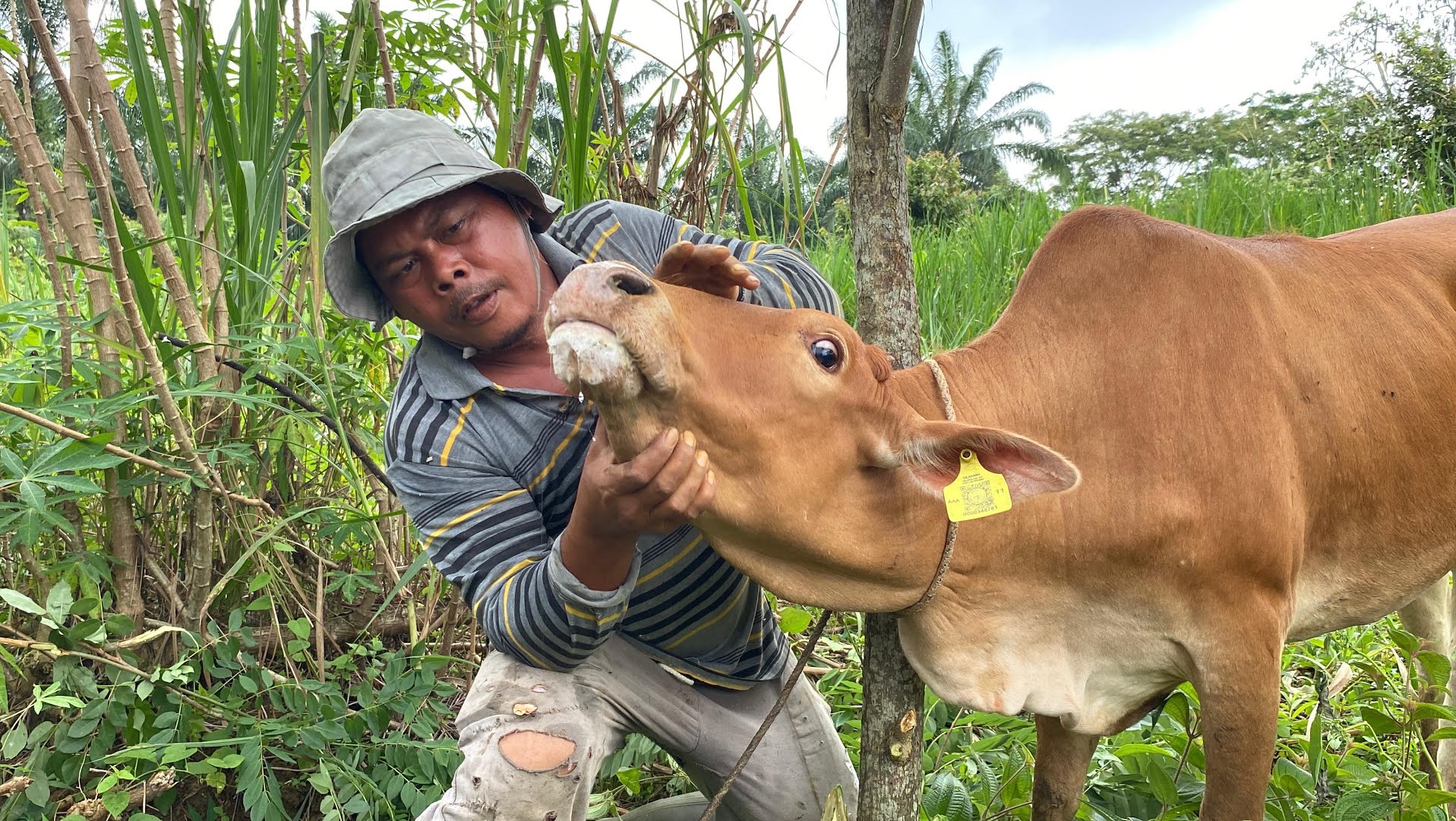 Belasan Sapi di Aceh Utara Terpapar PMK