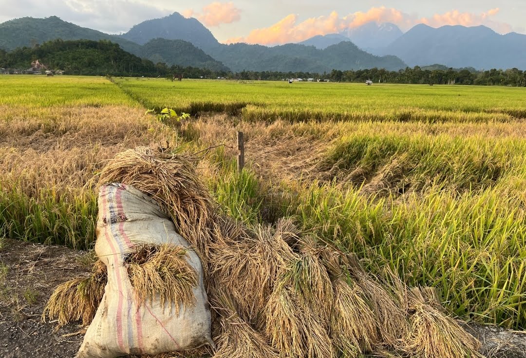 Petani di Aceh Jaya Terancam Gagal Panen