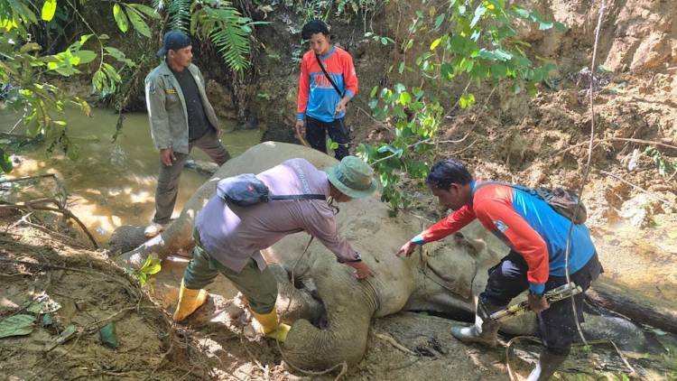 Seekor Gajah Sumatra Ditemukan Mati di Aceh Barat