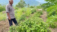 Budidaya Nilam Menjadi Peluang Ekonomi Baru