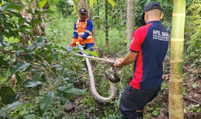 Petugas Damkar Aceh Besar Evakuasi Ular Piton