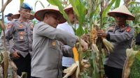 Dukung Ketahanan Pangan, Polres Aceh Tamiang Turut Serta Panen Raya Jagung Tahap I di Tenggulun