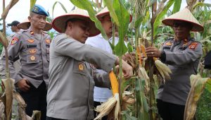 Dukung Ketahanan Pangan, Polres Aceh Tamiang Turut Serta Panen Raya Jagung Tahap I di Tenggulun