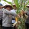 Dukung Ketahanan Pangan, Polres Aceh Tamiang Turut Serta Panen Raya Jagung Tahap I di Tenggulun