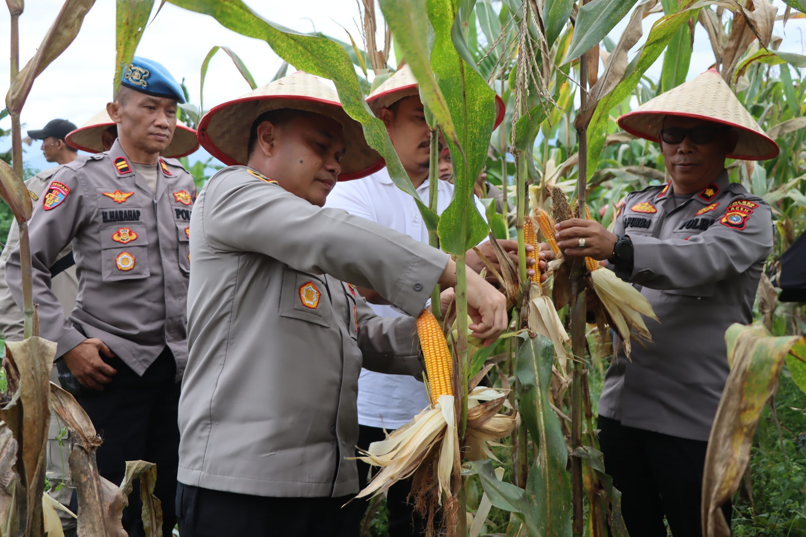 Dukung Ketahanan Pangan, Polres Aceh Tamiang Turut Serta Panen Raya Jagung Tahap I di Tenggulun